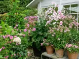 En lummig trädgård med många rosa blommor i krukor och rabatter. En stor blomstermorot i kruka dominerar vid ett vitt växthus.
