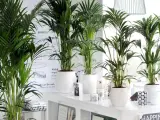 Kilka bujnych palm w białych donicach, idealna ziemia do palmy zapewni im zdrowy wzrost.