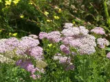 Zarte rosa und weiße Schafgarbenblüten stehen im sonnigen Garten. Der ideale schafgarbe standort ist sonnig und trocken.