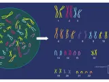 Ilustracja pokazuje, ile chromosomów ma człowiek: 23 pary, czyli łącznie 46.