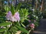 Delikatne różowe kwiaty rododendrona na tle lasu. Zastanawiasz się, co posadzić obok rododendrona? Warto wybrać rośliny o podobnych wymaganiach glebowych i świetlnych.