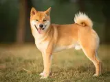 Uśmiechnięty shiba inu na trawie. Jego wielkość jest idealna do przytulania, a puszysty ogon dodaje mu uroku.