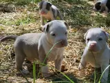 Quatre adorables chiots Staffordshire Bull Terrier explorent l'herbe sèche.