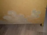 Plamy pleśni w szafie zabudowanej, rozprzestrzeniające się na płycie meblowej.