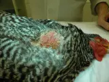 Gallina con gozzo infiammato, piume grigie e bianche, testa rossa.
