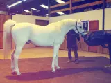 Un étalon blanc est préparé pour la collecte de sperme de cheval dans une écurie.