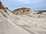Wydmy nad morzem, piaszczyste wzgórza porośnięte trawą, ślady zwierząt na piasku.