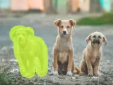 Trzy szczenięta siedzą na ziemi. Jedno z nich jest zaznaczone zielonym obrysem, jakby przygotowywano je do wycinania obrazu.