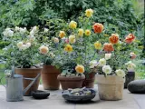 Blühende Rosen im Garten, in verschiedenen Töpfen arrangiert. Zarte Pfirsich-, Gelb- und Cremetöne erfreuen das Auge.