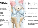 Anatomie des Kniegelenks mit Beschriftungen. Mögliche Ursache für seitliche Knieschmerzen: das äußere Seitenband.