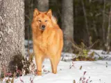 Rudy pies, podobny do lisa, stoi w zimowym lesie. Jego futro lśni w słońcu, a oczy patrzą wprost przed siebie.