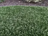 Grüner Rasen mit vielen kleinen weißen Blüten. Poa supina nachteile: diese Blüten können das Rasenbild stören.