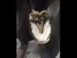 Gros plan sur un pied de cheval soigné, montrant la sole blanche et le sabot sain, contrastant avec l'idée d'un pied pourris.