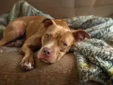 Słodki pitbull odpoczywa na kanapie, otulony kocem. Czy pitbull jest groźny? Ten piesek wygląda na łagodnego.