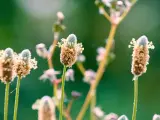 Fleurs de psyllium blond, aux épis brunâtres et aux petites fleurs blanches, se dressent sur des tiges fines dans un champ verdoyant.
