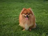 Uroczy szpic pomeranian z gęstą, rudą sierścią siedzi na trawie, merdając językiem. Czy szpic ma włosy czy sierść? Zdecydowanie sierść!