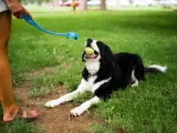 Pies rasy Bernese Mountain Dog z piłką w pysku leży na trawie, czekając na rzut. To świetny moment, by nauczyć psa aportować!