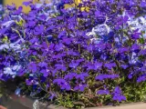 Lobelia z czym łączyć? Intensywnie fioletowe i jasnoniebieskie kwiaty lobelii tworzą piękną kompozycję w skrzynce.