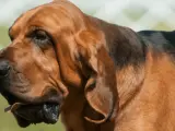 Brązowy pies rasy Bloodhound z charakterystycznymi, długimi fafle. Jego uszy opadają luźno, a język lekko wystaje.