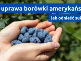 Dłonie pełne borówek amerykańskich, symbol udanej uprawy. Jak osiągnąć sukces w ich hodowli?