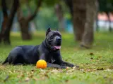 Potężny pies rasy Cane Corso, o imponującym wzroście, leży na trawie obok pomarańczowej piłki.