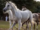 Trois chevaux, dont une magnifique saillie pur sang arabe, se promènent dans un pré. Un homme en tenue traditionnelle les observe.