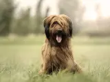 Owczarek francuski briard cena: piękny pies z długą, brązową sierścią siedzi na trawie, z językiem na wierzchu.