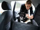 Mały, czarno-biały piesek w specjalnym foteliku w samochodzie, przygotowywany do podróży przez właścicielkę.