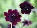Två mörkröda chokladblommor i kruka med suddig grön bakgrund. Deras sammetslena kronblad och mörka mitt skapar en mystisk känsla.
