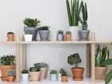 En samling suckulenter och kaktusar på en hylla, en perfekt succulent sorter för hemmet.