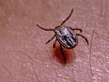 Neuroborelioza objawy psychiczne - jak je rozpoznać i leczyć?