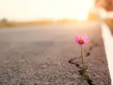 Ein zartes rosa Blümchen kämpft sich durch einen Riss im Asphalt. Ein Symbol der Hoffnung auf steinigen Wegen, das im warmen Abendlicht erstrahlt.