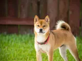 Uroczy pies rasy Shiba Inu w czerwonej obroży, z puszystym ogonem. Zastanawiasz się, ile kosztuje shiba?
