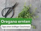Frische Kräuter für den perfekten Geschmack: Mit einer kleinen Schere wird jetzt oregano ernten zum Kinderspiel.