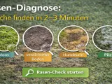 Rasen-Diagnose: Moos, verdichteter Boden, Hundeurin und Pilz sind Ursachen für dickes Gras im Rasen.
