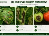 Objawy chorób pomidorów: plamy na liściach, ciemne zmiany na łodygach i gnijące owoce. Szybka reakcja zapobiega rozprzestrzenianiu się chorób.