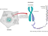 Komórka z jądrem, gdzie chromatyna tworzy chromosomy. Pokazano budowę chromosomu i podwójną nić DNA, kluczowy element każdego genu.