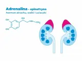 Schemat chemiczny adrenaliny, hormonu wywołującego **adrenalina**, i zarys nerek.