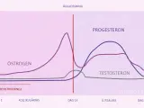 Graf över hormonnivåer under menstruationscykeln. Lågt progesteron kan ge symptom vid klimakteriet.