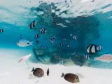 Podczas nurkowania na Mauritiusie, ławica kolorowych ryb pływa wokół wraku statku.