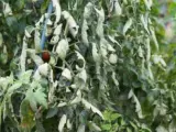 Pianta di pomodoro con foglie accartocciate, sintomo di malattie o stress idrico. Un pomodoro rosso è visibile tra le foglie sofferenti.