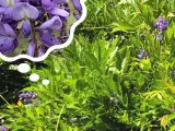 Piękne, fioletowe kwiaty wisterii w chmurce myśli, przypominają o tym, kiedy kwitnie wisteria.