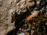 Una termita solitaria explora un entorno húmedo y oscuro, cerca de una pared rugosa.