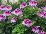 Kwitnące pelargonie, które wyglądają jakby były odżywione domowym nawozem.