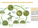 Cykl życia patogenu roślinnego z użyciem proplant. Schemat pokazuje zarodnikowanie, kiełkowanie, infekcję i rozwój grzybni.