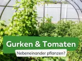 Gurken und Tomaten wachsen üppig nebeneinander in einem Gewächshaus.