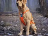Obroża czy szelki dla golden retrievera - co wybrać, by nie żałować?