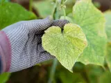 Dłoń w rękawiczce bada liść ogórka z widoczną chloroza liści, objawiającą się żółknięciem między nerwami.