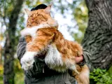 Rudzielec maine coon najwiekszy kot świata, dumny i majestatyczny, w objęciach opiekuna na tle leśnej przyrody.