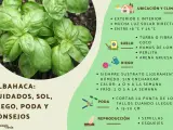 Albahaca: cuidados, sol, riego y poda. Consejos para cultivar esta hierba aromática en casa.